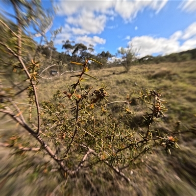 Unidentified Other Shrub at Bredbo, NSW - 4 Nov 2024 by WhiteRabbit