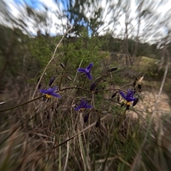 Dianella revoluta var. revoluta at Bredbo, NSW - 4 Nov 2024 by WhiteRabbit