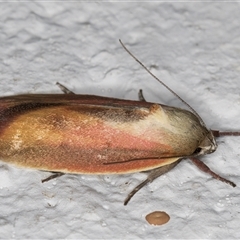 Ptyoptila matutinella at Melba, ACT - 29 Nov 2024 12:02 AM