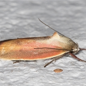 Ptyoptila matutinella at Melba, ACT - 29 Nov 2024 12:02 AM