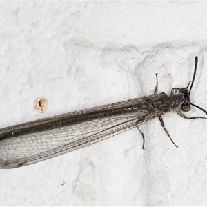 Myrmeleon acer (Myrmeleon Antlion Lacewing) at Melba, ACT by kasiaaus