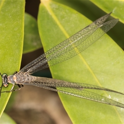 Myrmeleon acer (Myrmeleon Antlion Lacewing) at Melba, ACT - 28 Nov 2024 by kasiaaus