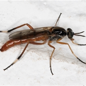 Evansomyia sp. (genus) (Stiletto fly) at Melba, ACT by kasiaaus