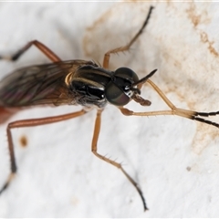 Evansomyia sp. (genus) at Melba, ACT - 29 Nov 2024