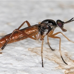 Evansomyia sp. (genus) at Melba, ACT - 29 Nov 2024