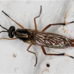 Evansomyia sp. (genus) at Melba, ACT - 29 Nov 2024