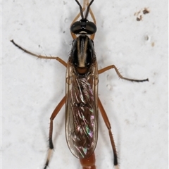 Evansomyia sp. (genus) at Melba, ACT - 29 Nov 2024