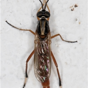 Evansomyia sp. (genus) at Melba, ACT - 29 Nov 2024 10:35 PM