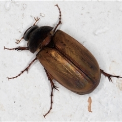 Unidentified Scarab beetle (Scarabaeidae) at Melba, ACT - 29 Nov 2024 by kasiaaus