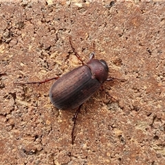 Sericesthis nigrolineata (Dusky pasture scarab) at Lyneham, ACT - 3 Dec 2024 by trevorpreston