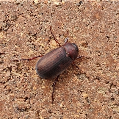 Sericesthis nigrolineata (Dusky pasture scarab) at Lyneham, ACT - 3 Dec 2024 by trevorpreston