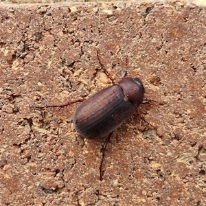 Sericesthis nigrolineata at Lyneham, ACT - 3 Dec 2024 11:31 AM