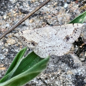 Taxeotis intextata (Looper Moth, Grey Taxeotis) at Parkesbourne, NSW by trevorpreston