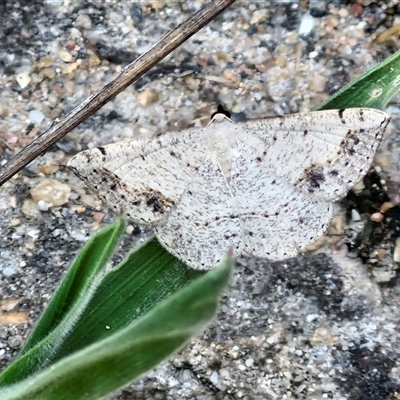 Taxeotis intextata at Parkesbourne, NSW - 2 Dec 2024 by trevorpreston