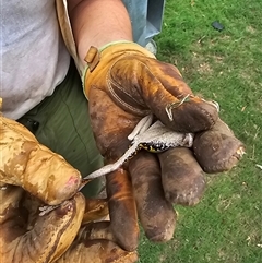 Unverified at suppressed - suppressed