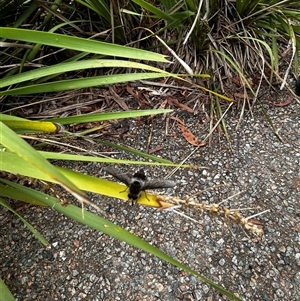 Trichophthalma costalis (Tangle-vein fly) at Acton, ACT by Juliainnature