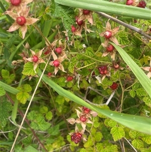 Rubus parvifolius at Brownlow Hill, NSW - 3 Dec 2024