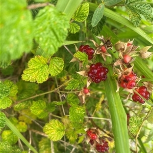 Rubus parvifolius at Brownlow Hill, NSW - 3 Dec 2024