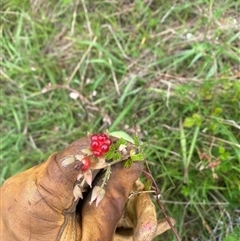 Rubus parvifolius at Brownlow Hill, NSW - 3 Dec 2024 02:45 PM