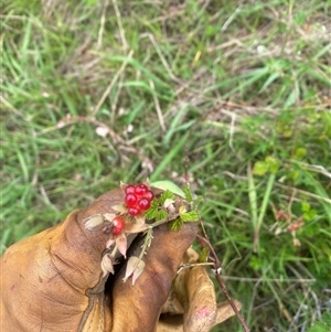 Rubus parvifolius at Brownlow Hill, NSW - 3 Dec 2024