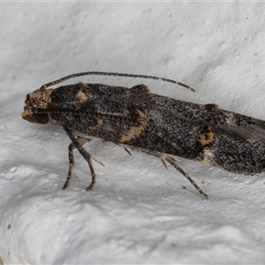 Epermeniidae (family) at Melba, ACT - 29 Nov 2024 10:40 PM