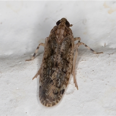 Unidentified Leafhopper or planthopper (Hemiptera, several families) at Melba, ACT - 29 Nov 2024 by kasiaaus