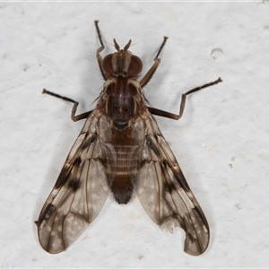 Cardiacera sp. (genus) (Scarab Fly) at Melba, ACT by kasiaaus