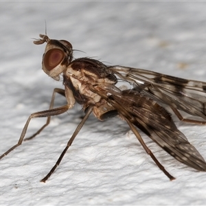 Cardiacera sp. (genus) at Melba, ACT - 29 Nov 2024