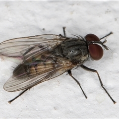 Unidentified True fly (Diptera) at Melba, ACT - 29 Nov 2024 by kasiaaus