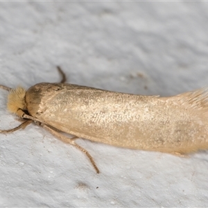 Edosa ochracea at Melba, ACT - 29 Nov 2024 11:35 PM