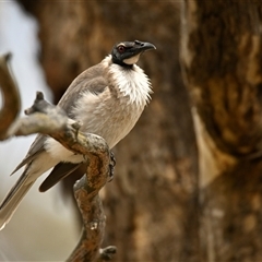 Philemon corniculatus (Noisy Friarbird) at Strathnairn, ACT - 3 Dec 2024 by Thurstan