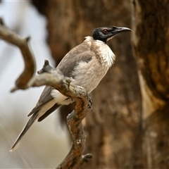 Philemon corniculatus at Strathnairn, ACT - 3 Dec 2024