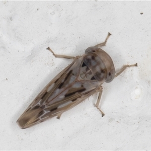 Idiocerini sp. (tribe) (A leafhopper) at Melba, ACT by kasiaaus