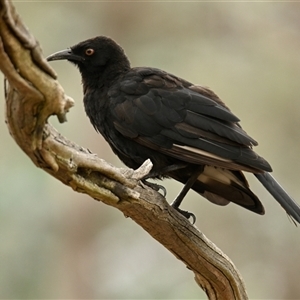 Corcorax melanorhamphos at Strathnairn, ACT - 3 Dec 2024 01:49 PM