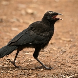 Corcorax melanorhamphos at Strathnairn, ACT - 3 Dec 2024