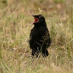 Corcorax melanorhamphos at Strathnairn, ACT - 3 Dec 2024