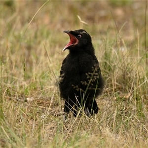 Corcorax melanorhamphos at Strathnairn, ACT - 3 Dec 2024 01:49 PM