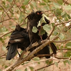 Corcorax melanorhamphos at Strathnairn, ACT - 3 Dec 2024