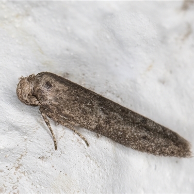 Blastobasis tarda (Gelechioidea) at Melba, ACT - 29 Nov 2024 by kasiaaus