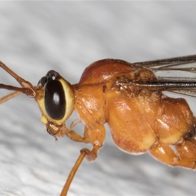 Dicamptus fuscicornis (Ichneumon wasp) at Melba, ACT - 29 Nov 2024 by kasiaaus