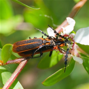 Pseudolycus sp. (genus) (Lycid-mimic oedemerid beetle) at Uriarra Village, ACT by DPRees125