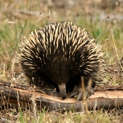 Tachyglossus aculeatus (Short-beaked Echidna) at Strathnairn, ACT - 3 Dec 2024 by Thurstan