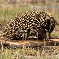 Tachyglossus aculeatus at Strathnairn, ACT - 3 Dec 2024