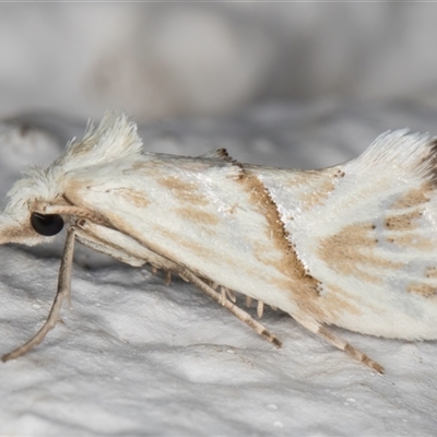 Heliocosma argyroleuca (A tortrix or leafroller moth) at Melba, ACT - 30 Nov 2024 by kasiaaus