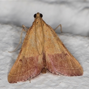 Endotricha pyrosalis (A Pyralid moth) at Melba, ACT by kasiaaus