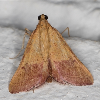 Endotricha pyrosalis (A Pyralid moth (Endotrichinae) at Melba, ACT - 30 Nov 2024 by kasiaaus