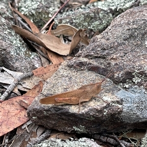 Unidentified Leafhopper or planthopper (Hemiptera, several families) at Kambah, ACT by LinePerrins