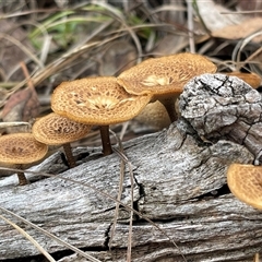 Lentinus arcularius (Fringed Polypore) at Kambah, ACT - 3 Dec 2024 by LineMarie