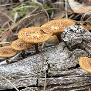 Lentinus arcularius at Kambah, ACT - 3 Dec 2024