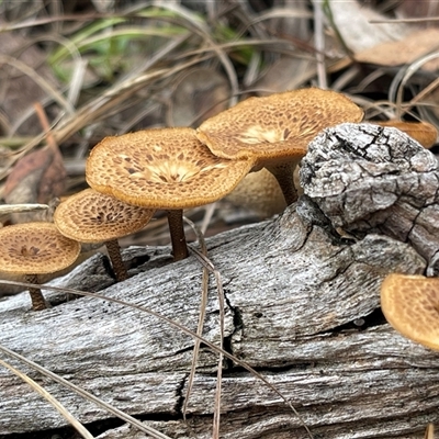 Lentinus arcularius (Fringed Polypore) at Kambah, ACT - 3 Dec 2024 by LineMarie